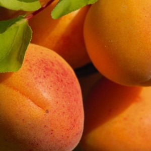 Абрикос Авиатор