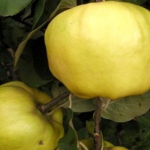 Айва яблоковидная Сказочная