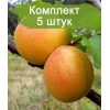 Комплект 5шт / Абрикос Дионис (обычный) (Предзаказ): фото и описание