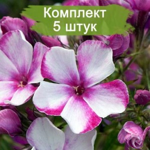 Комплект 5шт / Флокс Неон Флэр (Предзаказ)