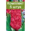 Комплект 5шт / Гиацинт Холли Хок люкс (Предзаказ): фото и описание