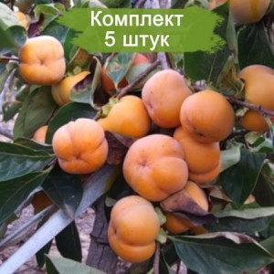 Комплект 5шт / Хурма Джон рик