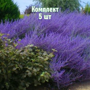 Комплект 5шт / Перовския лебедолистная Голубой Шпиль
