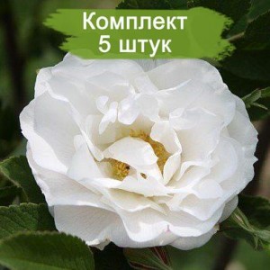 Комплект 5шт / Роза Лак Маджеу (канадская)