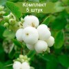 Комплект 5шт / Снежноягодник Вайт Хейдж (Предзаказ): фото и описание