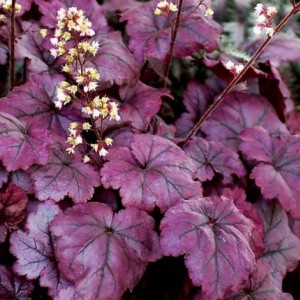 Гейхера Плюм Роял