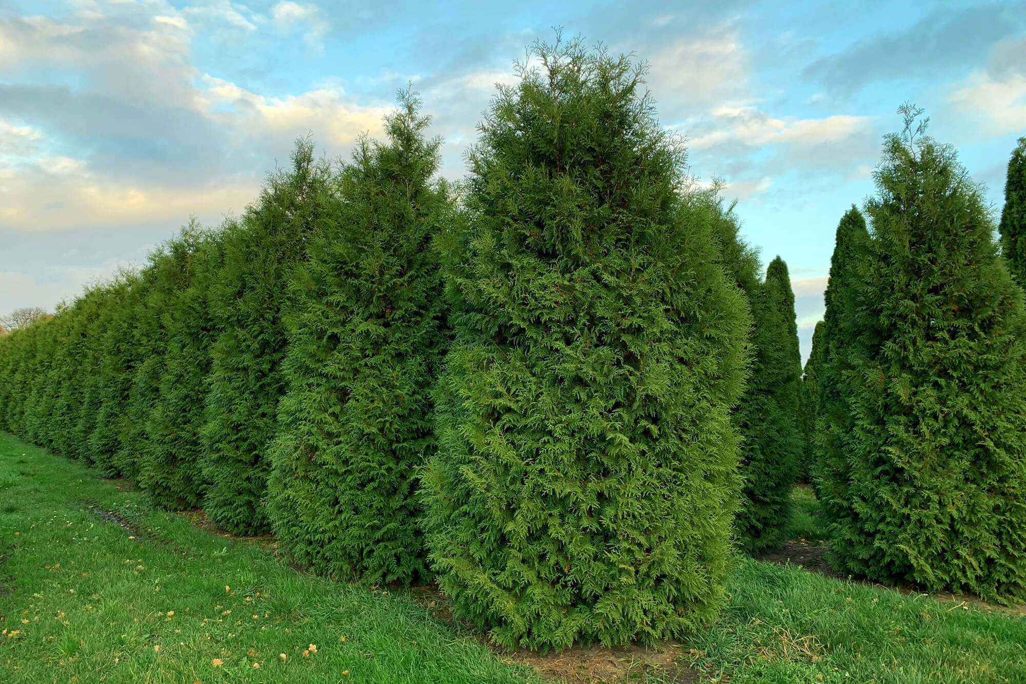 Туя западная брабант. Туя западная смарагд (thuja occidentalis smaragd). Туя западная смарагд. Т тую. Туя западная (thúja occidentális).